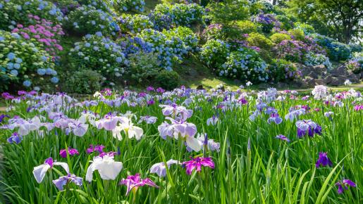 <Web割対象商品>【キングツアーバス旅】小田原港直送 おさしみ天国!お刺身食べ放題!小田原城址の花菖蒲&紫陽花と名刹「大雄山最乗寺」の紫陽花〔聖蹟桜ヶ丘・府中・調布発〕2